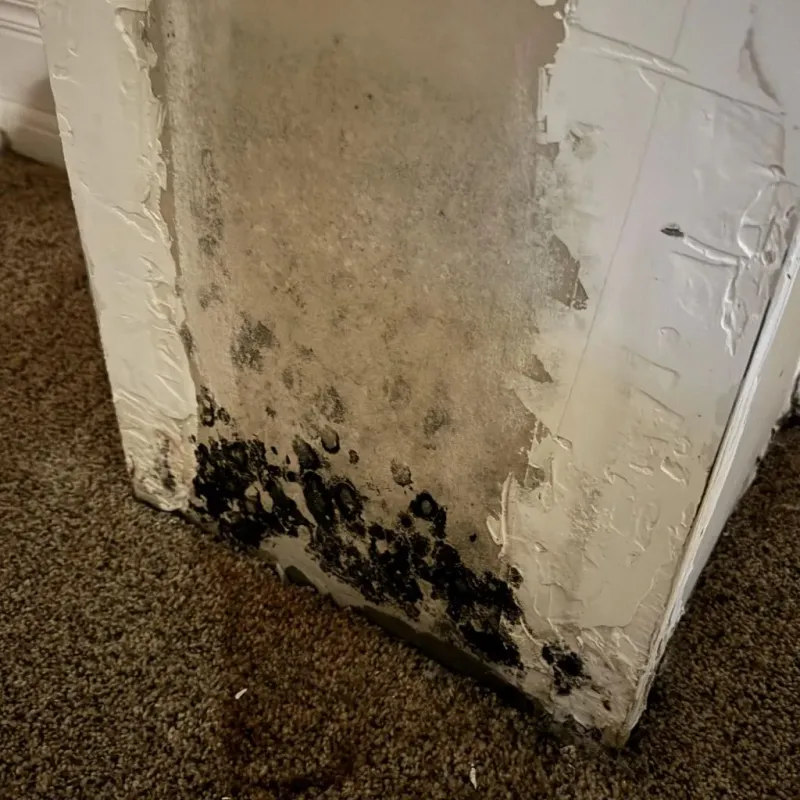 Professional Mold Removal in Fort Belvoir, VA